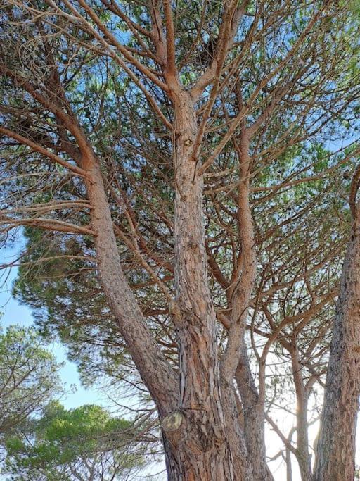 Gelsi Holiday Home La Maddalena Λα Μανταλένα Εξωτερικό φωτογραφία
